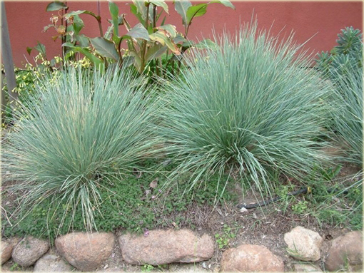Kostrzewa ametystowa Festuca amethystina